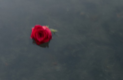 floating rose