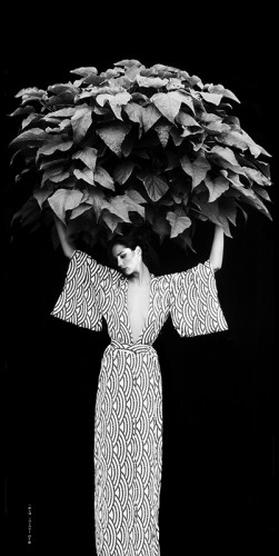 Arbor Vitae