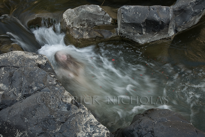 Ophelia