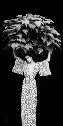 Arbor Vitae