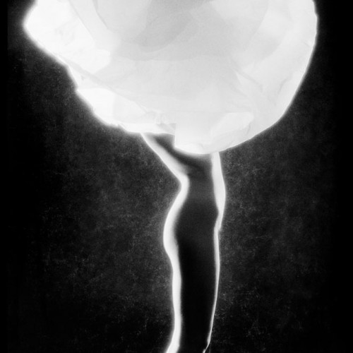 Camelia