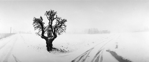 Marian Tree