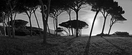 Populonia pines