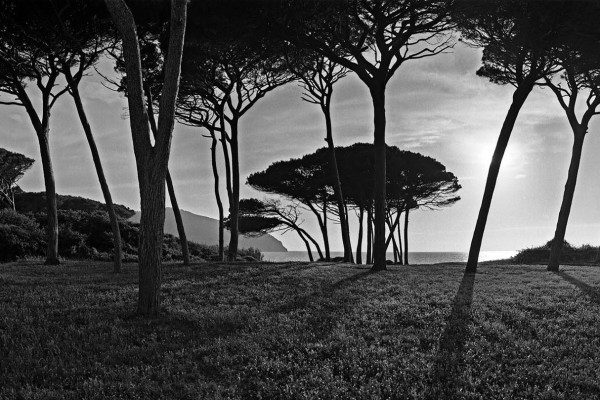Populonia Pines