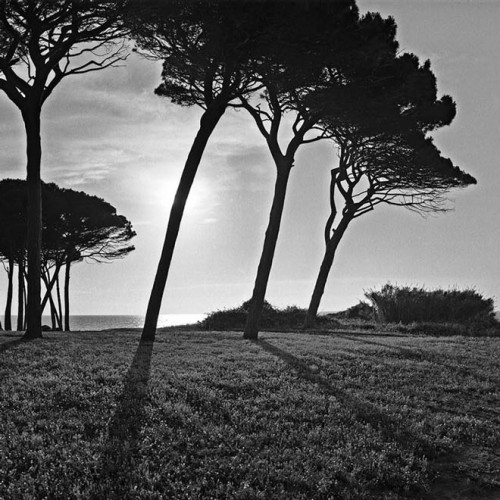 Moonrise Populonia