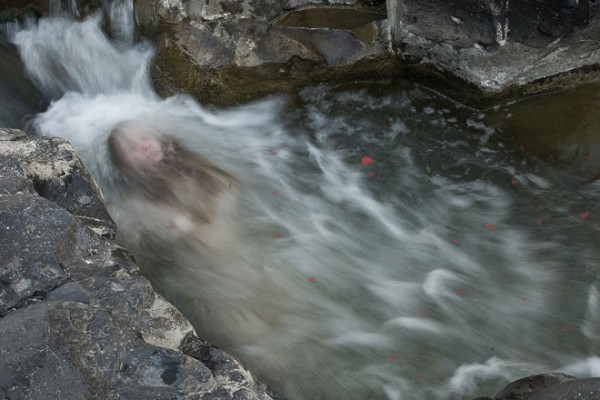 Ophelia