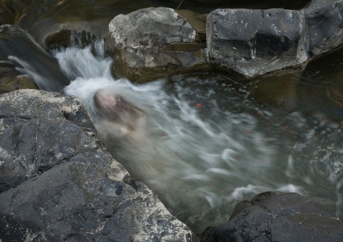 Ophelia 2008