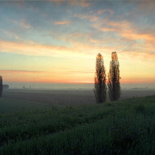 Poplars Poggio Renatico