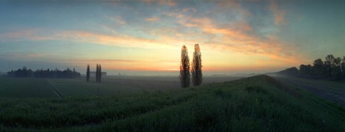 Poplars Reggio Renatico
