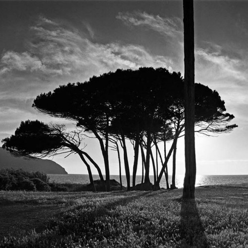 Populiona tree