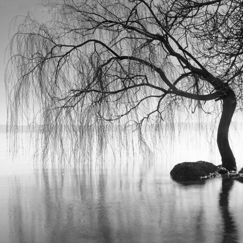 Bolsena willow