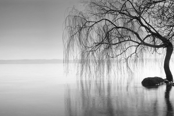 Bolsena willow