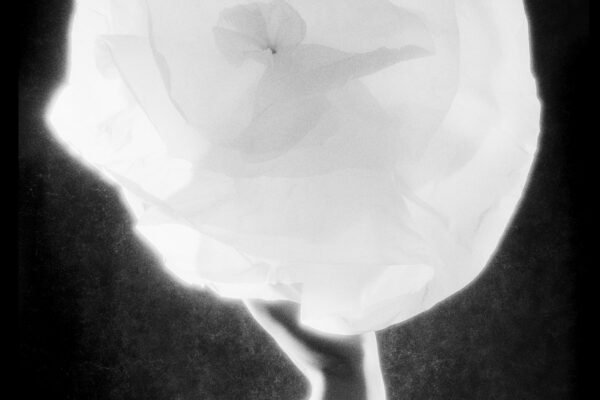 Camelia