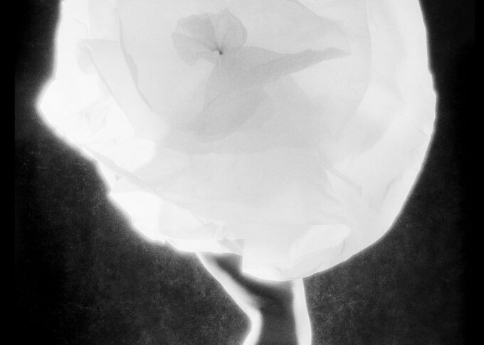 Camelia small