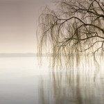 photo willow bolsena