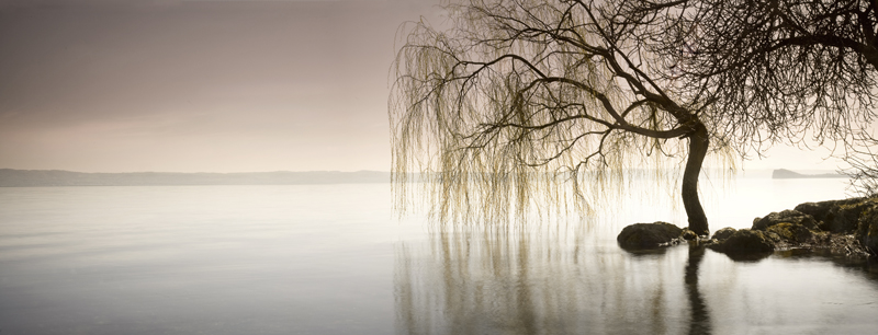 Weeping Willow Woman