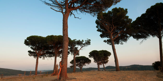 Hamadryads and umbrella pines