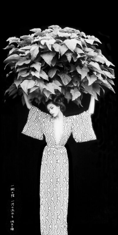 Arbor Vitae