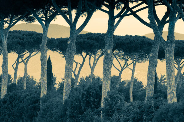 Umbrella Pines in Tuscany