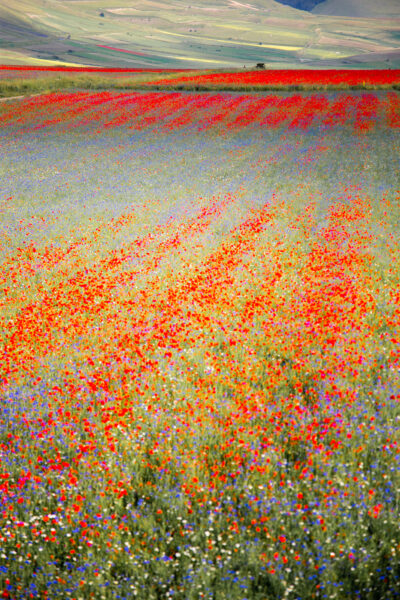 wild flowers at Castelluccio Norcia