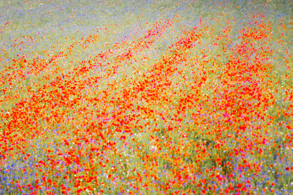 Flowery Meadow in Castelluccio