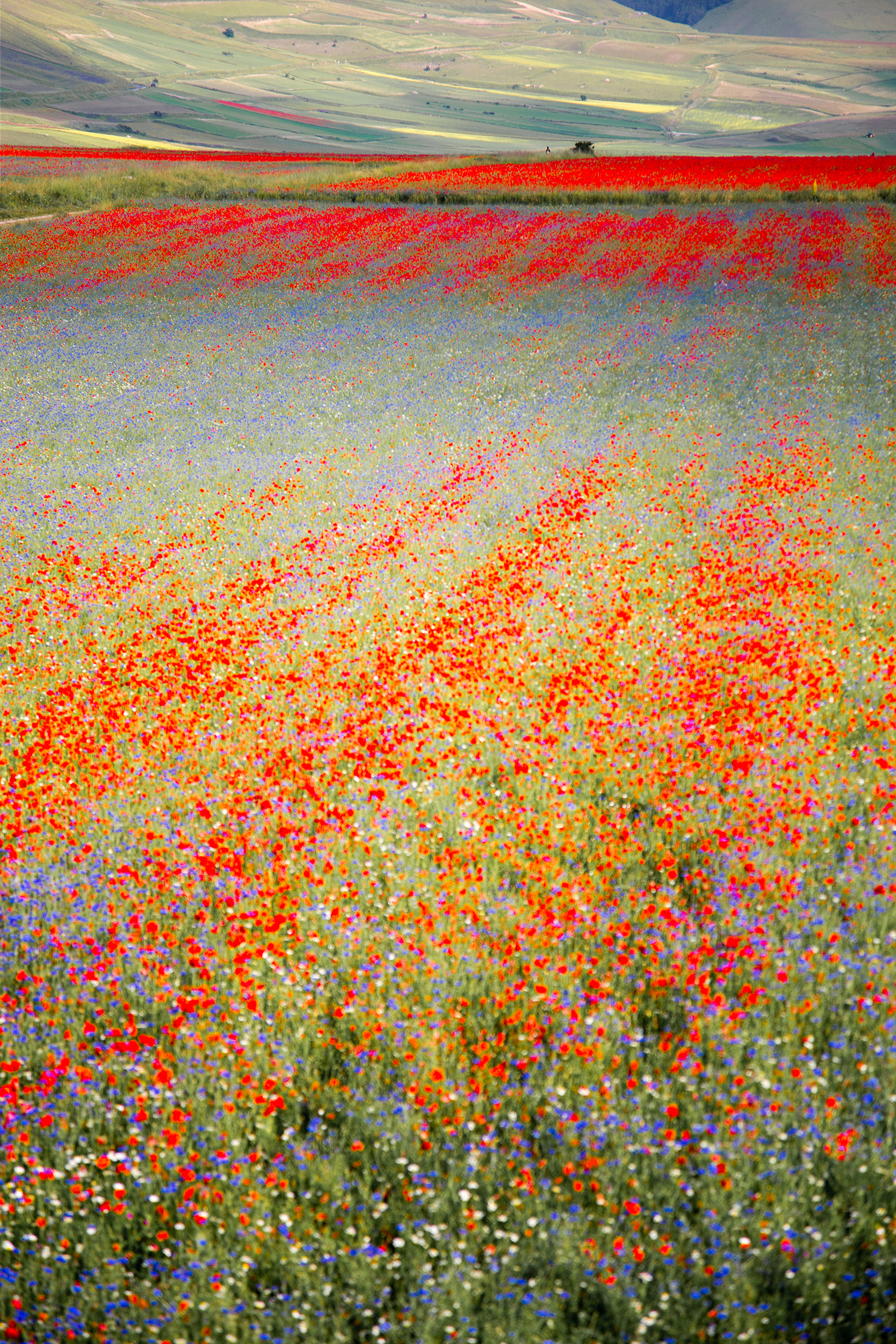 wild flowers at Castelluccio Norcia